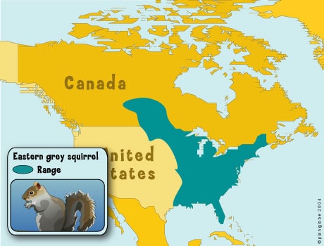 Eastern Grey Squirrel in US