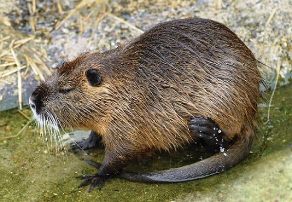Nutria - Fall prey to red wolf
