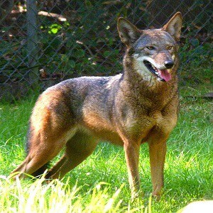 Red Wolf Facts