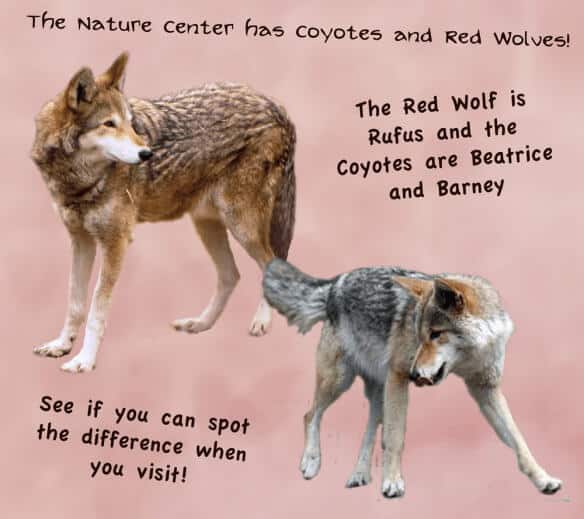 Red Wolf vs Coyote