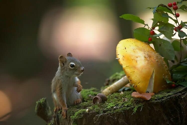 Squirrel Also Eat Fungus