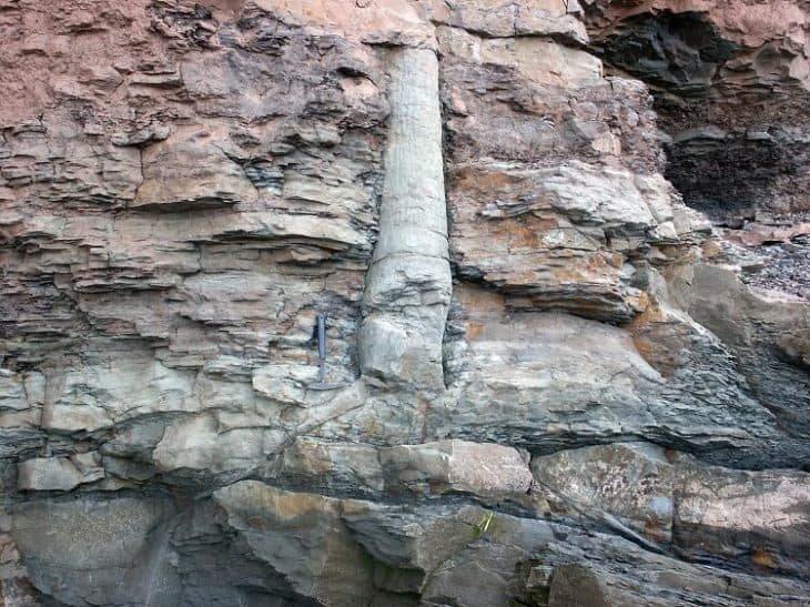Tree Fossil