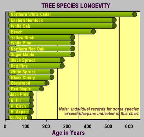 Tree Longevity by Species