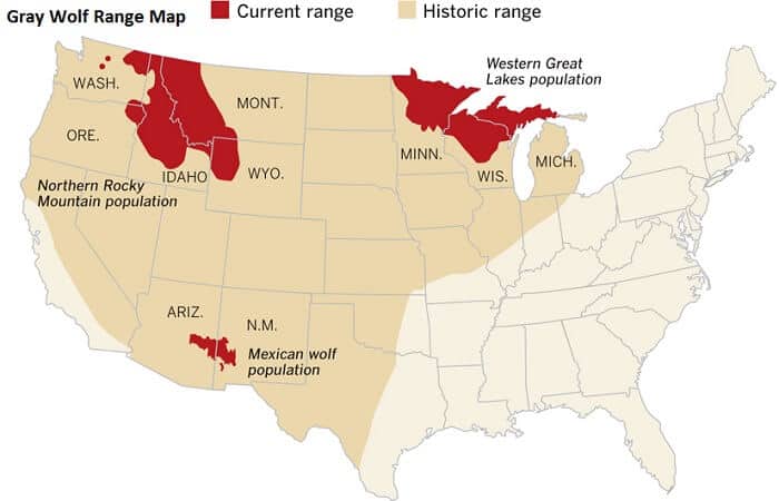 Gray wolf range in US - hitory and recovery