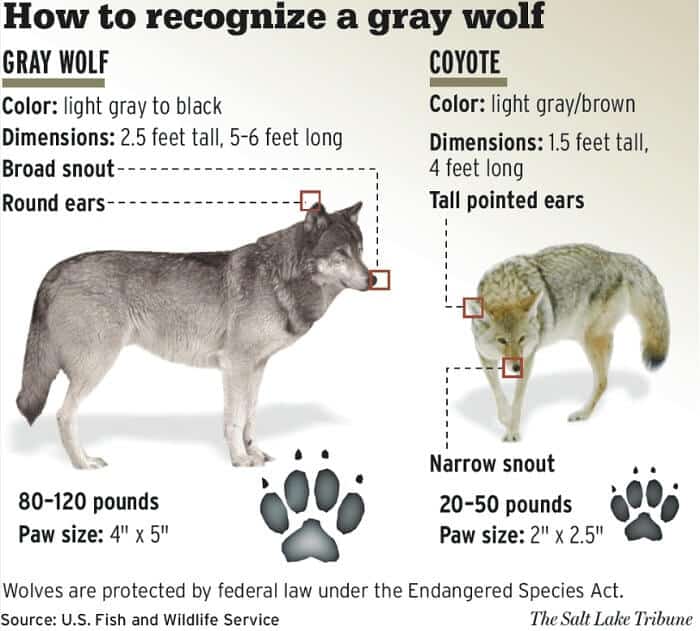 How to Recognize a Gray Wolf