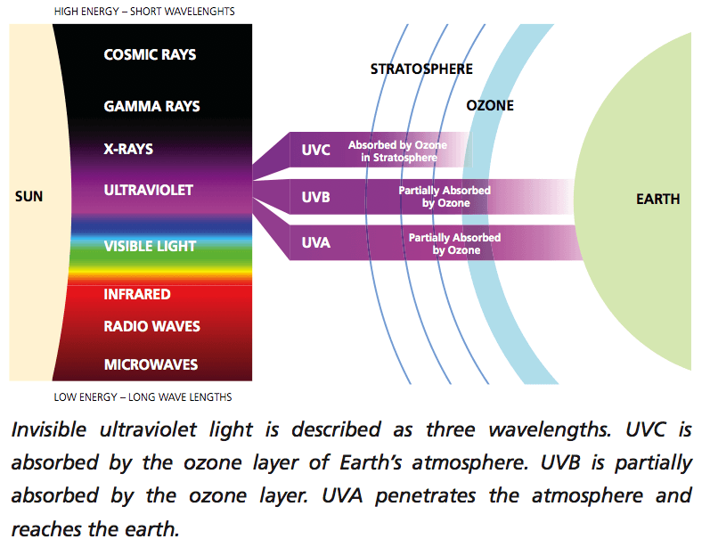 Hummingbird Can See Ultraviolet Light