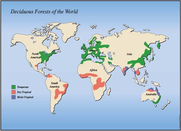 Deciduous Forests of the World
