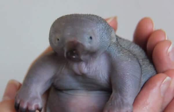 Baby Echidna with Little Hair