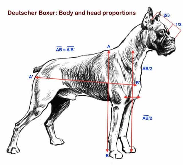 Boxer Dog Body-Head Proportions