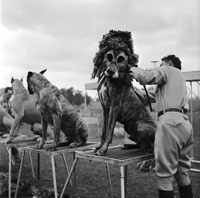Boxer Dogs were popular circus performers