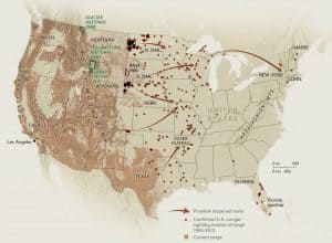 Cougar Population in U.S.