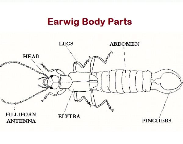Earwig Body Parts