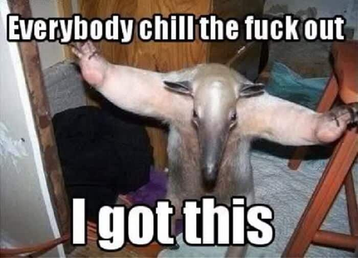 Funny Anteater