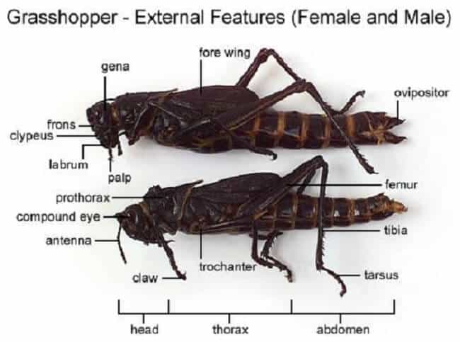 Grasshopper External Features (Male and Female)
