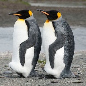 King Penguin Facts