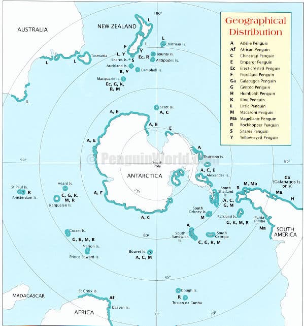 King Penguin Geographical Distribution
