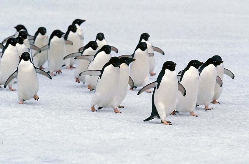 Macaroni Penguins Migrating