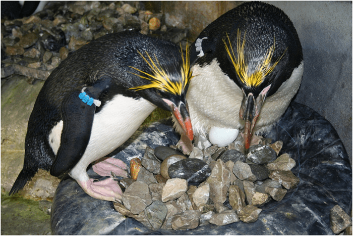 Macaroni Penguins Simple Nest
