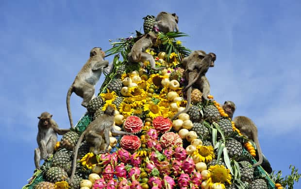 Monkey Buffet Festival food pyramid