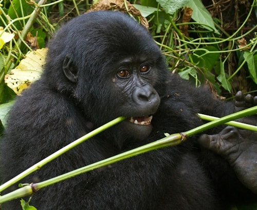 Mountain Gorillas Eating Roots