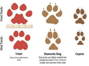 Paw Size Comparison