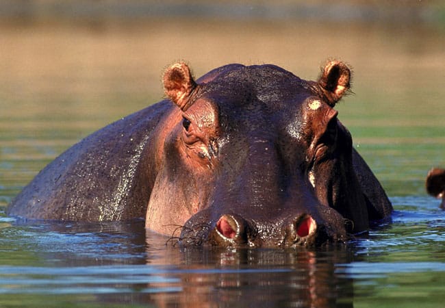 Africa Hippos