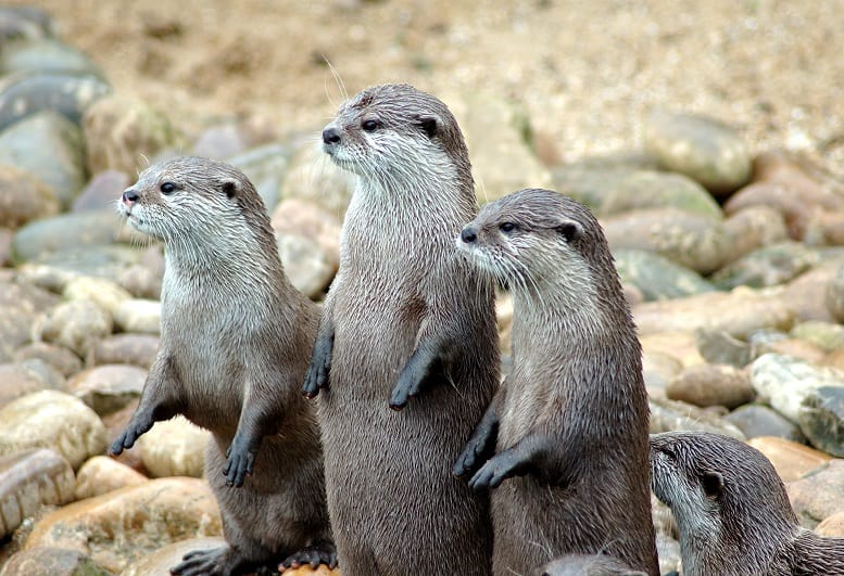 Asian Small Clawed Otters on Land