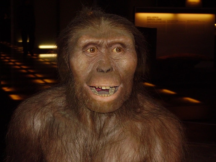 Australopithecus Ramidus