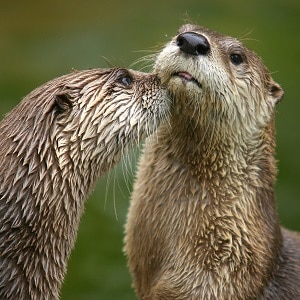 River Otter Facts