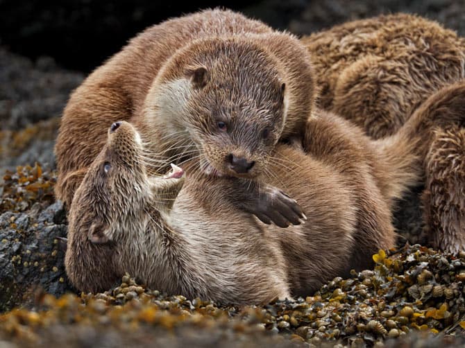 River Otters Playing
