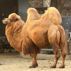 Camel Facts - Top 15 Facts about Camels | Facts.net