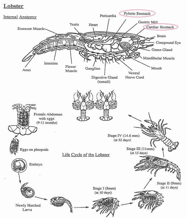 Lobster Facts Top 15 Facts about Lobsters