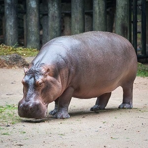 Hippopotamus Facts
