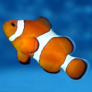 Clown Fish Facts