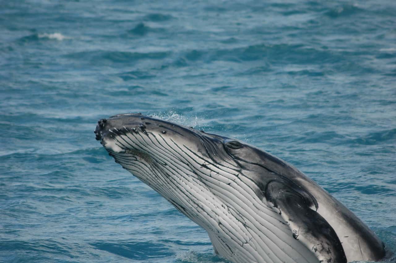 grey whale