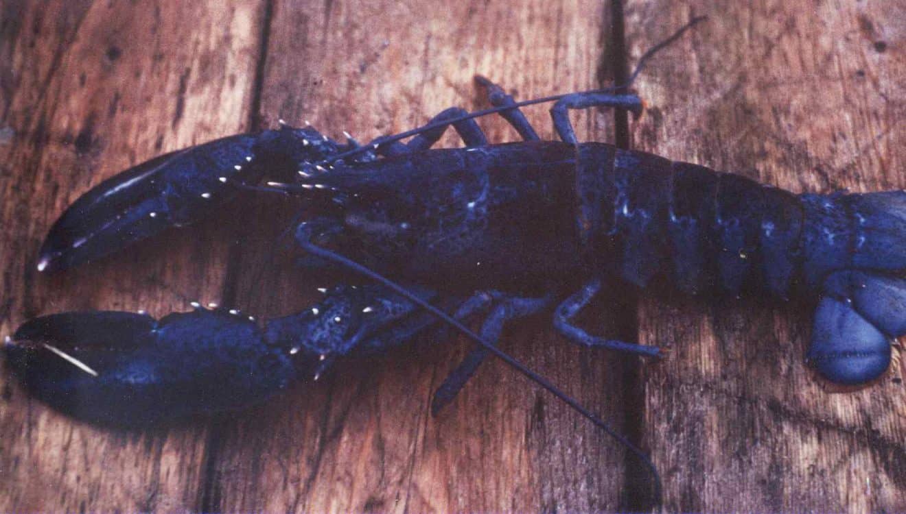 120 Surprising Lobster Facts That You Never Knew About