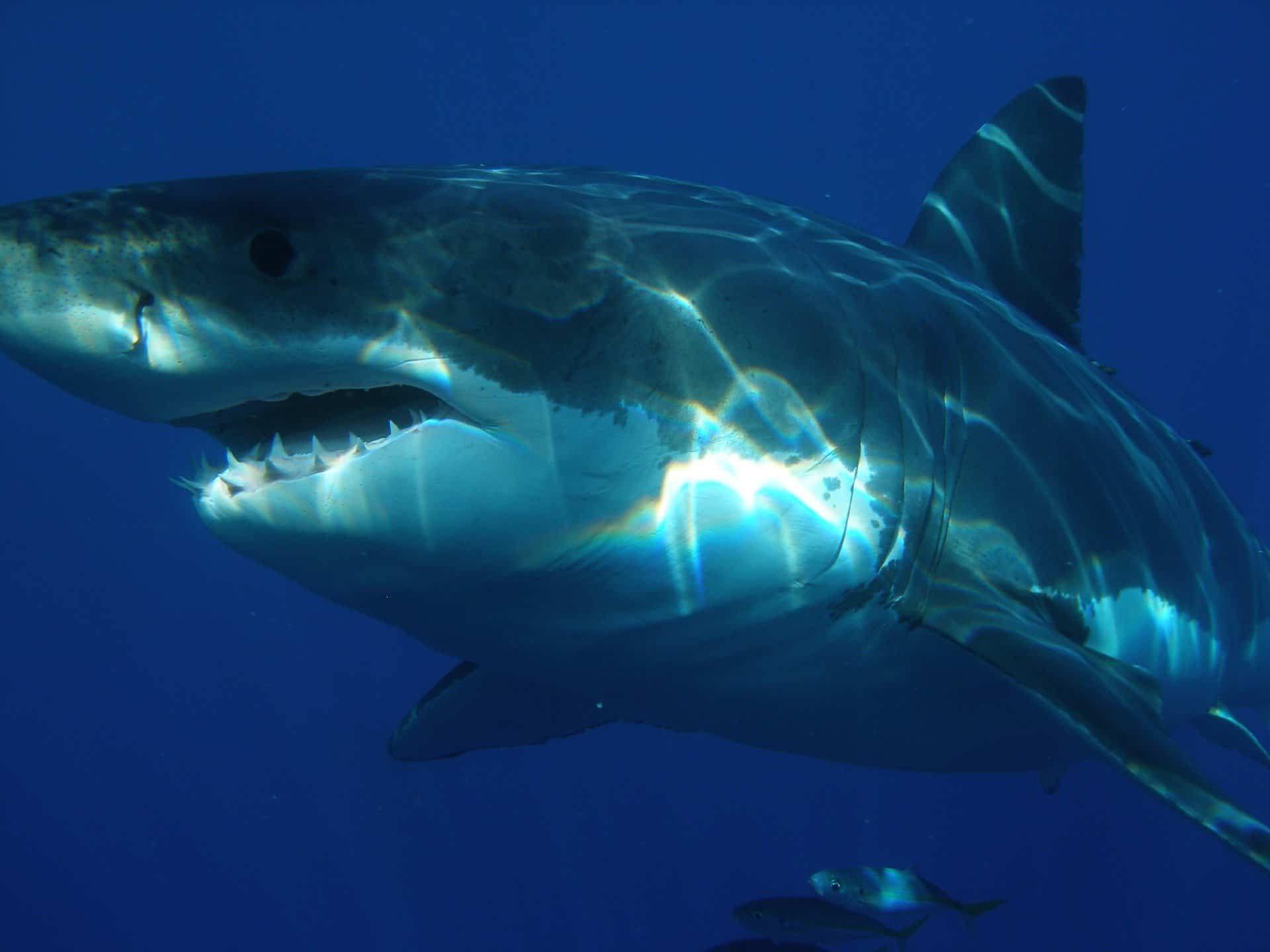 60 Massive Megalodon Facts About The Biggest Shark Ever Facts Net