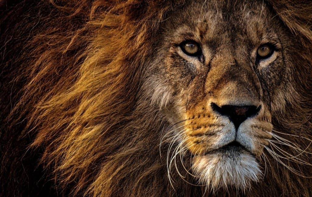 50 Facts About Mufasa The Lion King Facts Net