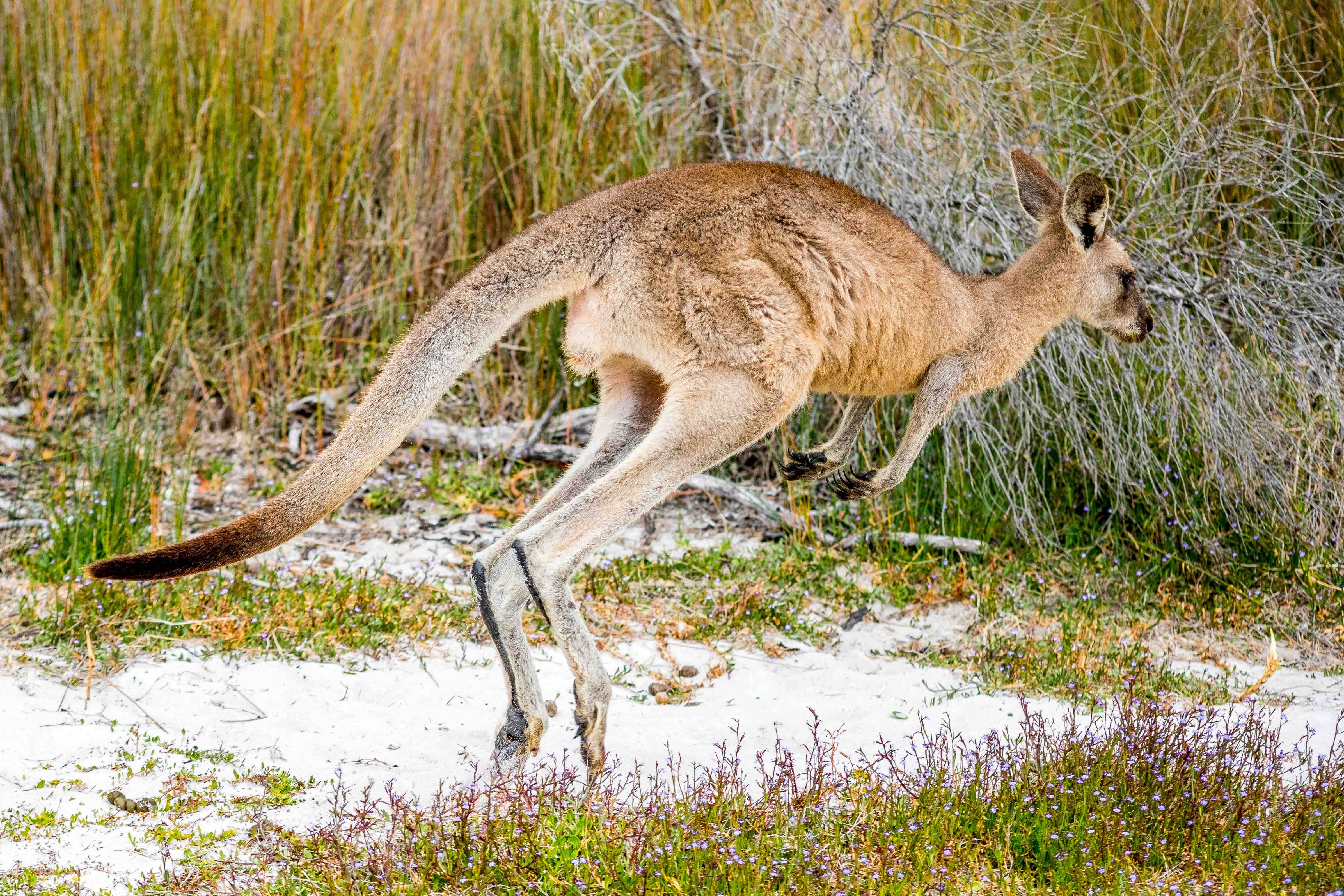 40 Kangaroo Facts That Will Make You Jump Into Action Facts Net