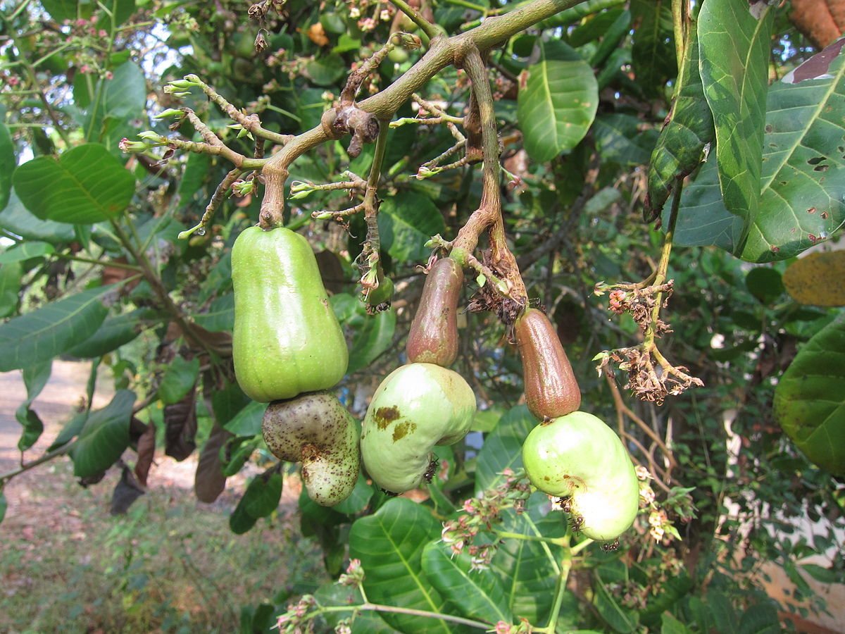 How Do Cashews Grow You Won T Believe This Facts Net