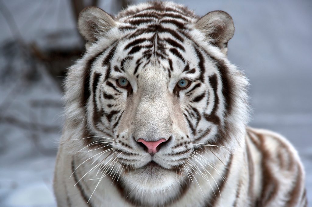 18 Incredible Bengal Tiger Facts Facts Net