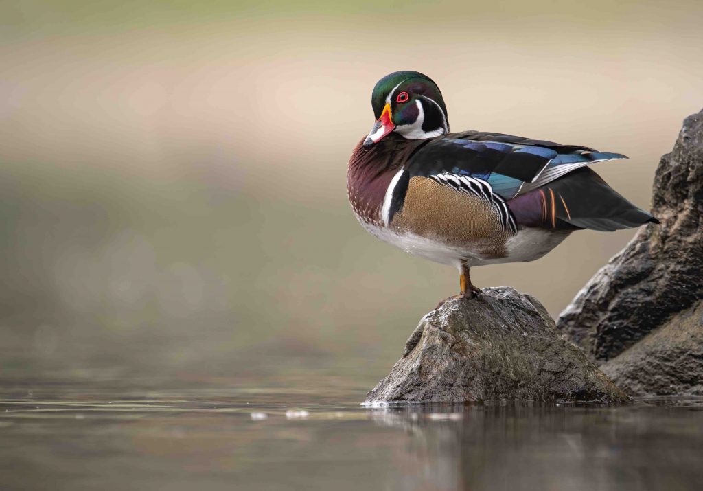 19 Wood Duck Facts About These Quirky Quackers Facts Net