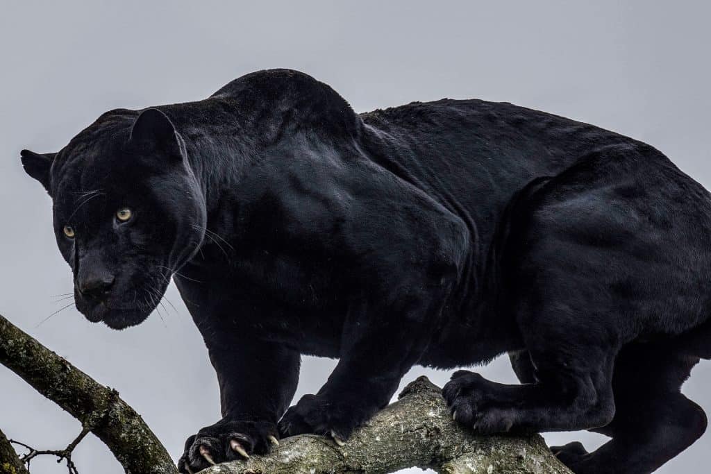 essay on black panther animal