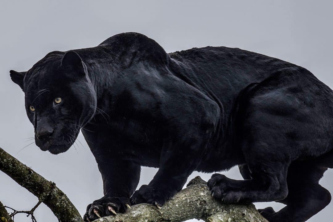 20 Amazing Panther Facts You Probably Never Knew