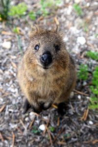 Top 15 Quokka Facts - Diet, Habitat, Survival & More - Facts.net