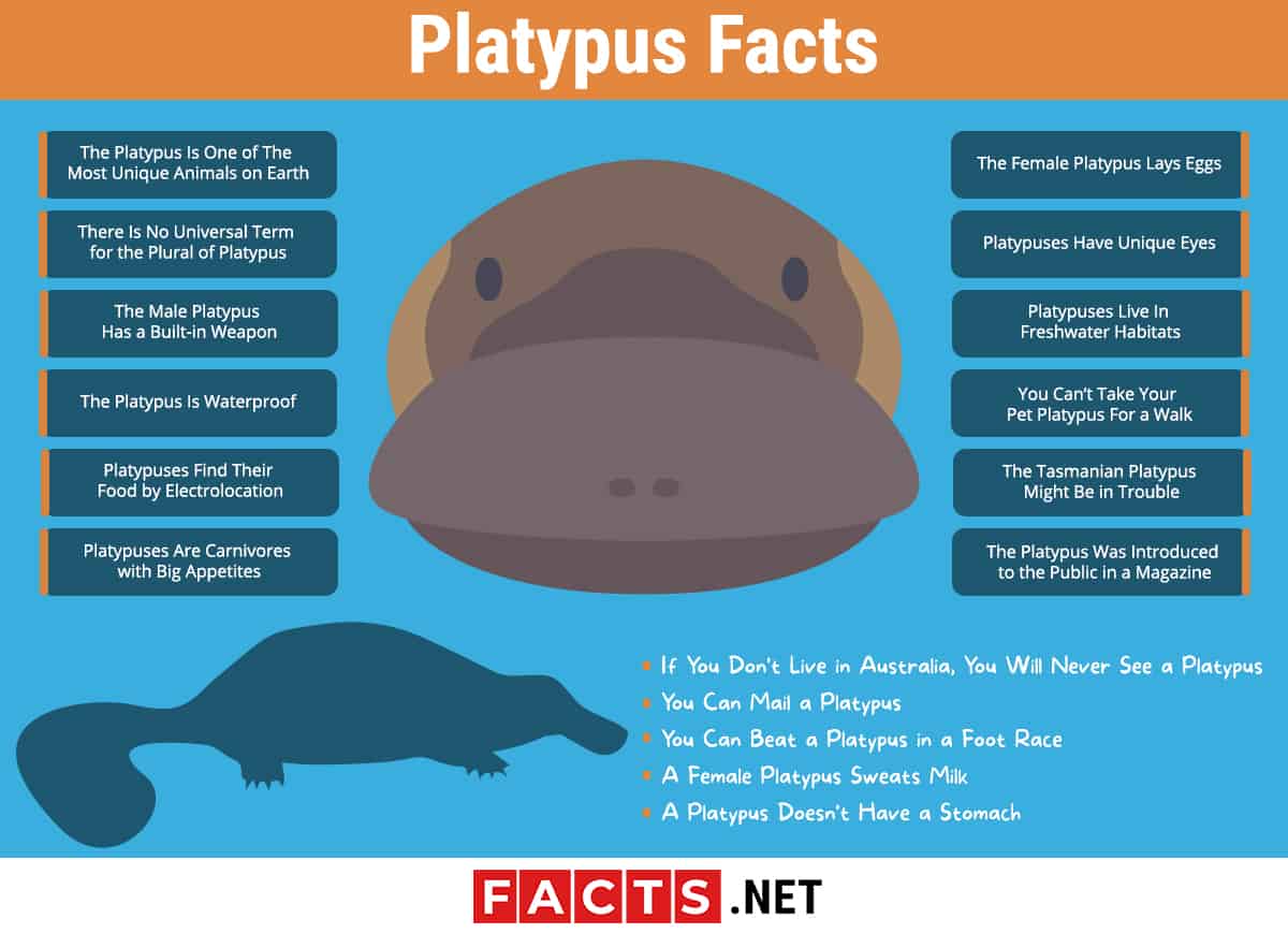 crazy platypus facts