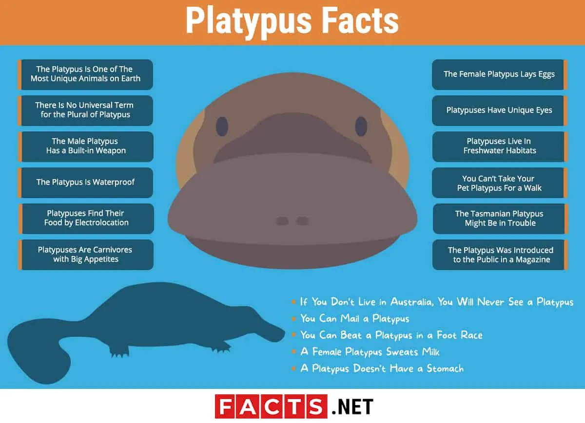 does a duck billed platypus have a stomach