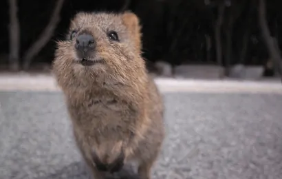 Top 15 Quokka Facts  Diet Habitat Survival  More 