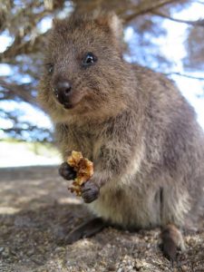 Top 15 Quokka Facts - Diet, Habitat, Survival & More - Facts.net