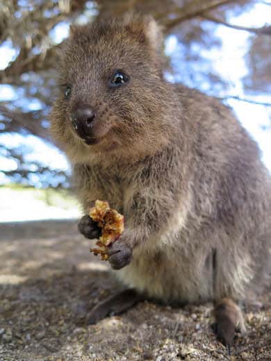 Quokka Habitat